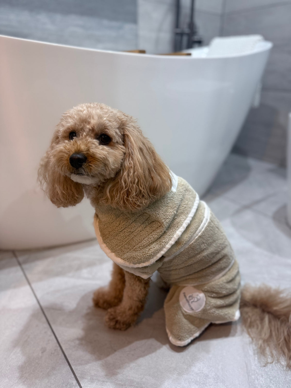 Getting Ready for Bonfire Night: Helping Your Dog Feel Safe and Settled