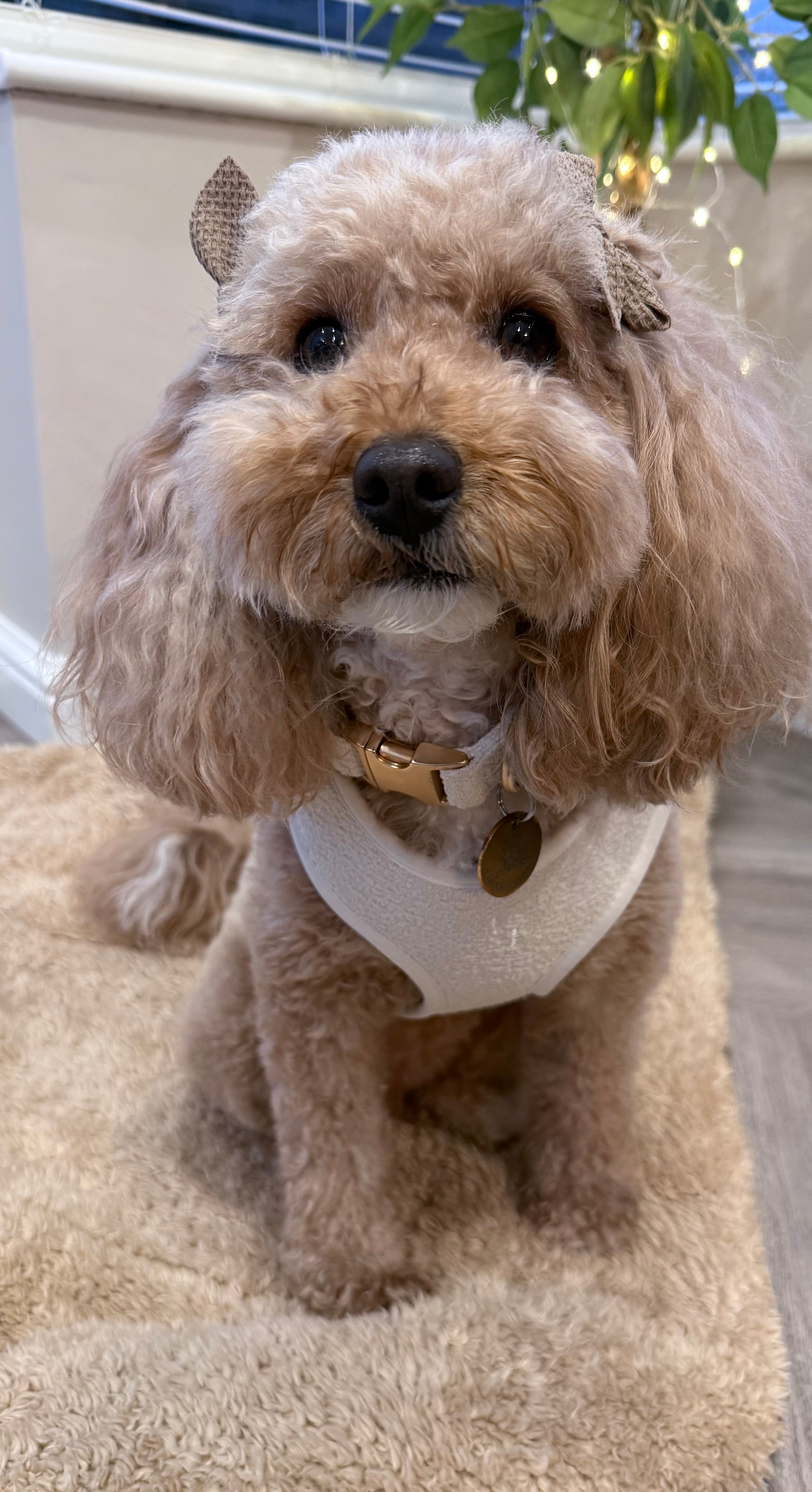 How Your Dog Can Be Part of Your Wedding